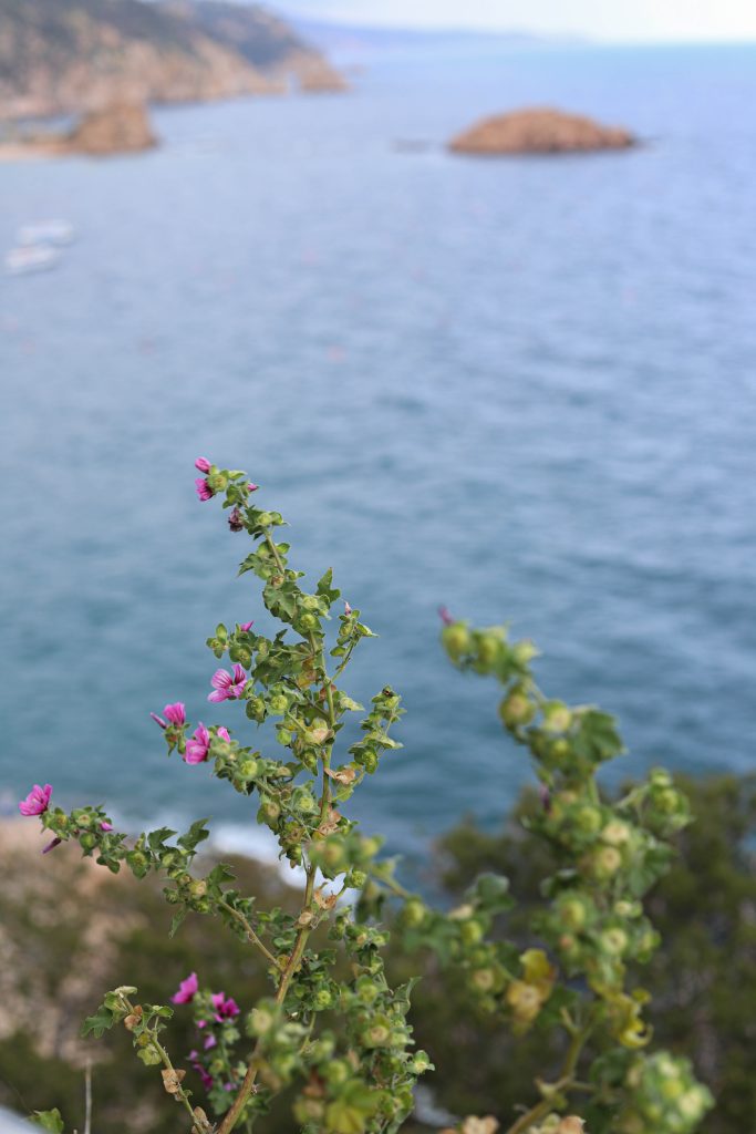 Proposals photographer Costa Brava